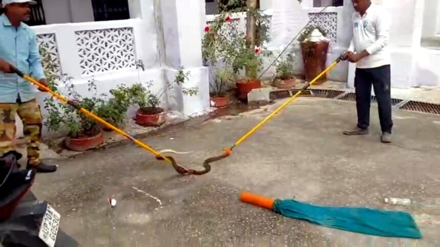 बिजनौर डीएम ऑफिस के बाहर सात फीट लंबा घोड़ा पछाड़ सांप, जिसे वन विभाग की टीम ने सुरक्षित पकड़ा