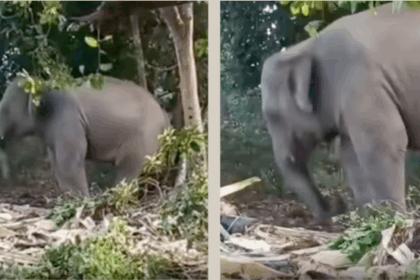 Baby elephant dancing to Zubeen Garg’s song in Dergaon, Assam — emotional tribute video goes viral.