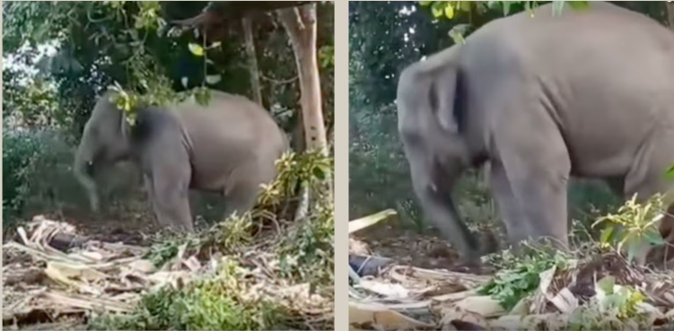 Baby elephant dancing to Zubeen Garg’s song in Dergaon, Assam — emotional tribute video goes viral.
