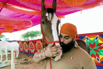 Pushkar Fair 2025 में 1 करोड़ की घोड़ी नगीना की शानदार तस्वीर — दिलबाग की बेटी नगीना पुष्कर मेले में आकर्षण का केंद्र।