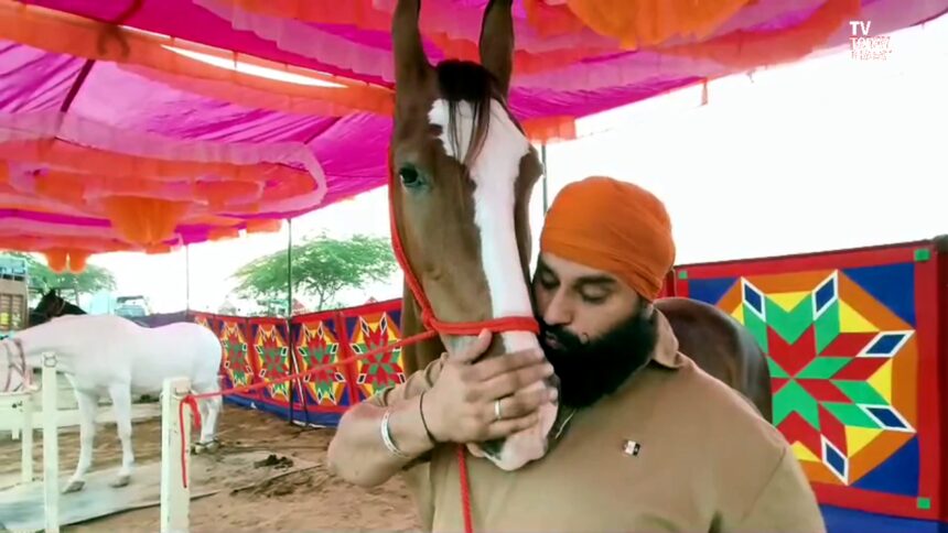 Pushkar Fair 2025 में 1 करोड़ की घोड़ी नगीना की शानदार तस्वीर — दिलबाग की बेटी नगीना पुष्कर मेले में आकर्षण का केंद्र।