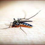 मलेरिया पर शोध करती मेडिकल टीम — MAM01 मोनोक्लोनल एंटीबॉडी ट्रायल का दृश्य