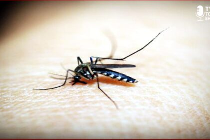 मलेरिया पर शोध करती मेडिकल टीम — MAM01 मोनोक्लोनल एंटीबॉडी ट्रायल का दृश्य