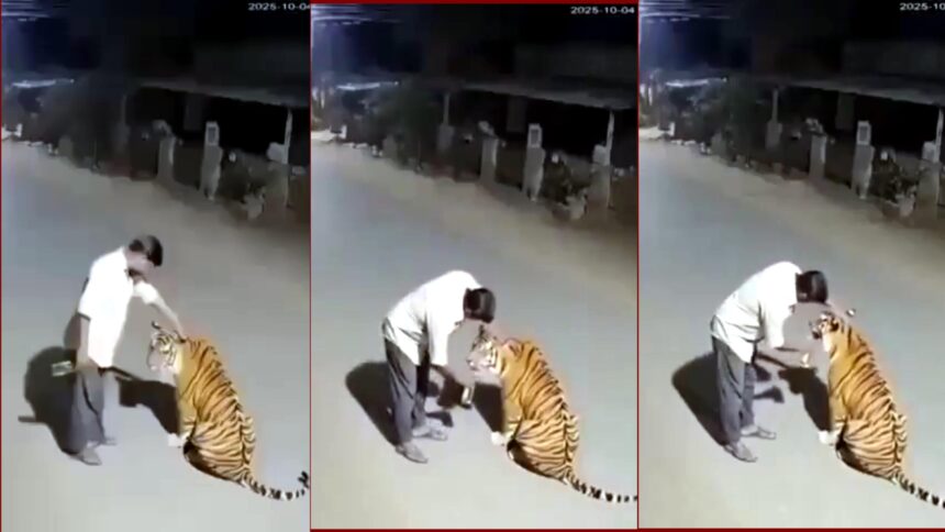 सिंगरौली में 52 वर्षीय राजू पटेल ठर्रे के नशे में बाघ को बिल्ली समझकर उसके सिर पर हाथ फेरते हुए — हास्य और अविश्वास से भरा देसी वायरल किस्सा।
