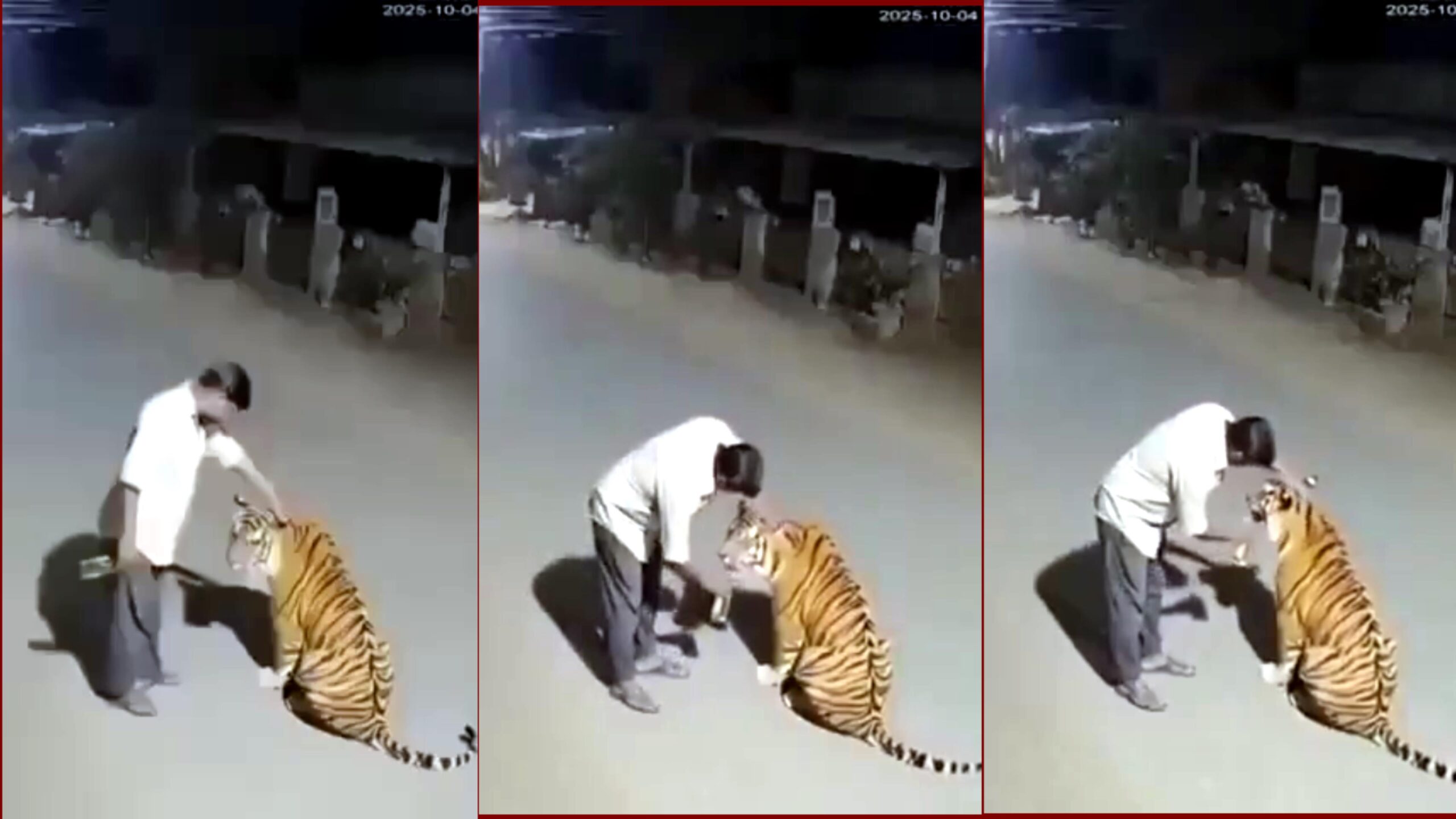 सिंगरौली में 52 वर्षीय राजू पटेल ठर्रे के नशे में बाघ को बिल्ली समझकर उसके सिर पर हाथ फेरते हुए — हास्य और अविश्वास से भरा देसी वायरल किस्सा।
