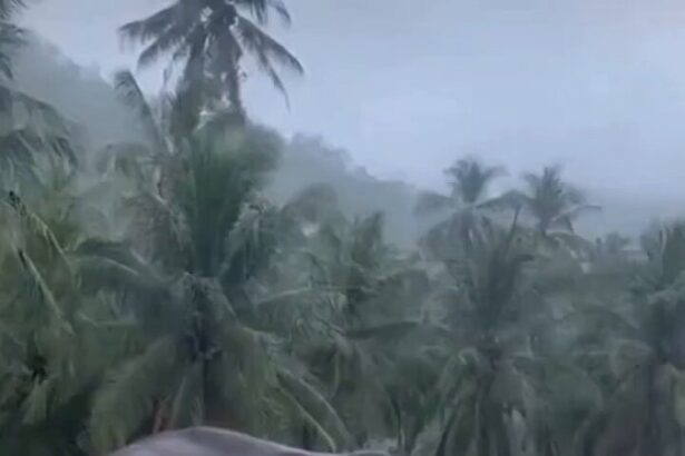 Elephant shielding and guiding a leopard to safety during floodwaters in Sri Lanka.
