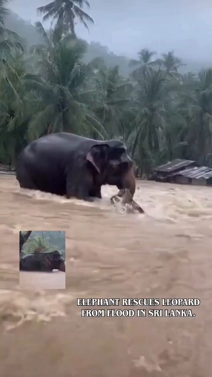 Elephant shielding and guiding a leopard to safety during floodwaters in Sri Lanka.