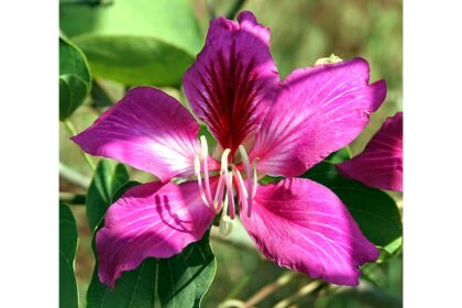 कचनार के फूल और छाल – आयुर्वेद में उपयोगी औषधीय पौधा, डायबिटीज और सेहत के लिए लाभदायक