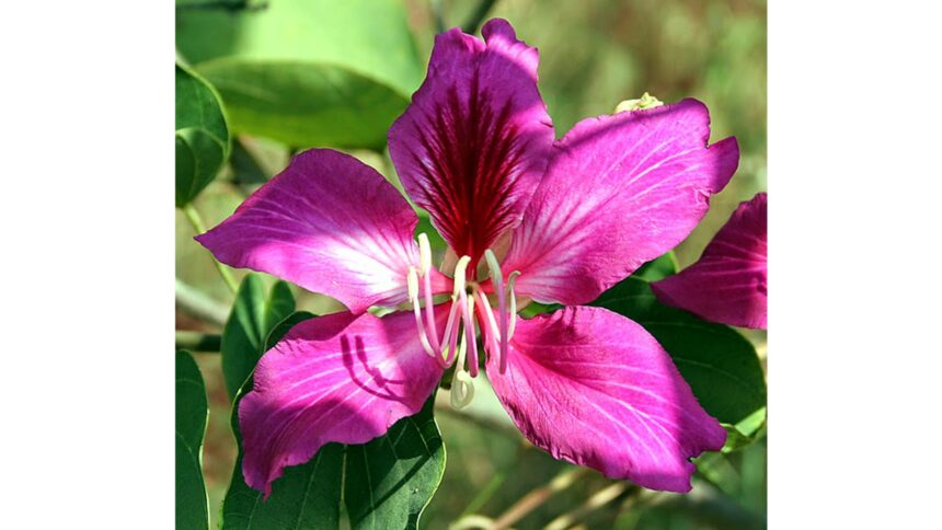 कचनार के फूल और छाल – आयुर्वेद में उपयोगी औषधीय पौधा, डायबिटीज और सेहत के लिए लाभदायक