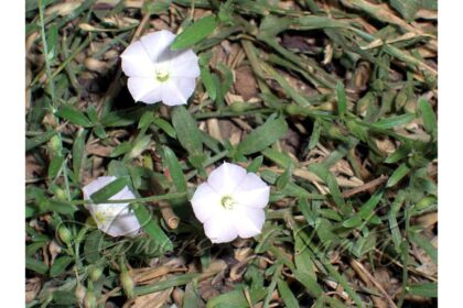 Shankhpushpi flower Ayurvedic herb for brain health, memory boost and insomnia relief