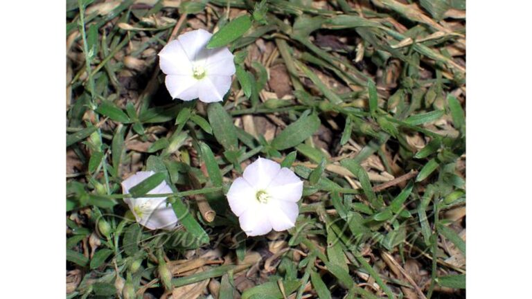 Shankhpushpi flower Ayurvedic herb for brain health, memory boost and insomnia relief