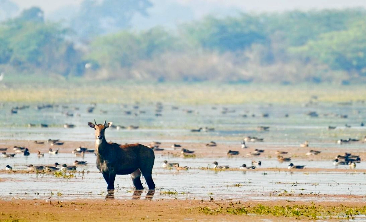 India Ramsar Wetlands: Patna Bird Sanctuary and Chhari-Dhand wetland showing migratory birds and natural habitat in India.