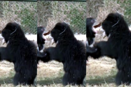 Sloth Bear Viral Video Nahargarh Biological Park Jaipur