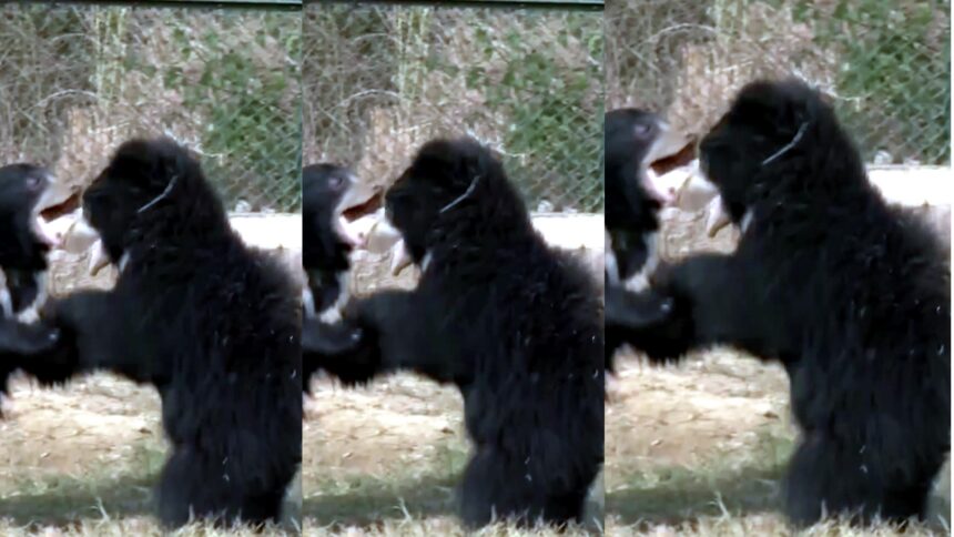 Sloth Bear Viral Video Nahargarh Biological Park Jaipur