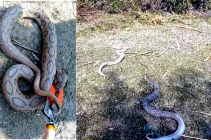 Venomous Snake Found in House, Forest Department Conducts Rescue
