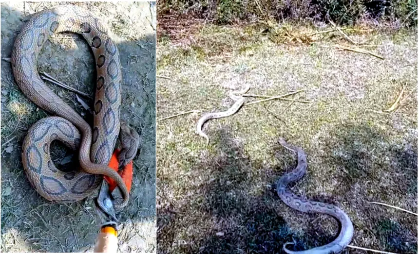 Venomous Snake Found in House, Forest Department Conducts Rescue