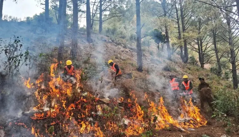 Forest Fire Drill