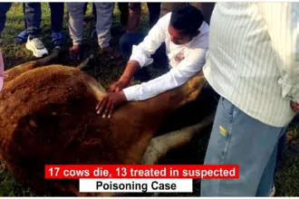 Fatehpur Sikri Cow Death Case: Fatehpur Sikri village cows lying sick in field suspected poisoning case