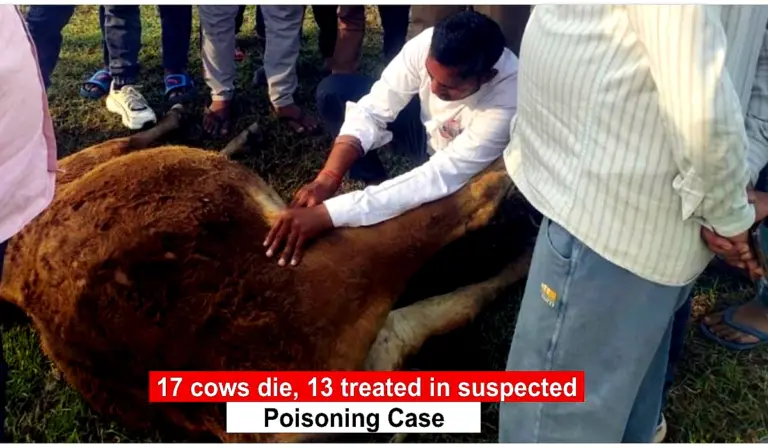 Fatehpur Sikri Cow Death Case: Fatehpur Sikri village cows lying sick in field suspected poisoning case