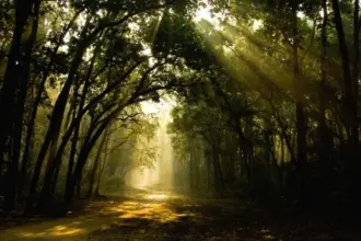 Uttarakhand Forest Crisis