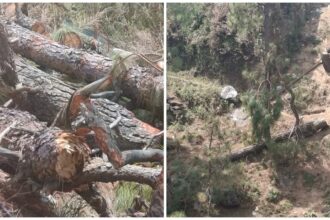 Illegal Tree Cutting