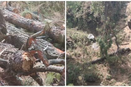 Illegal Tree Cutting