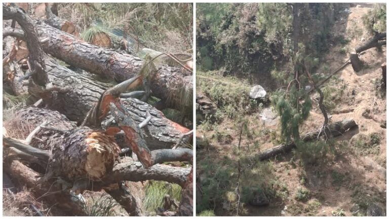 Illegal Tree Cutting