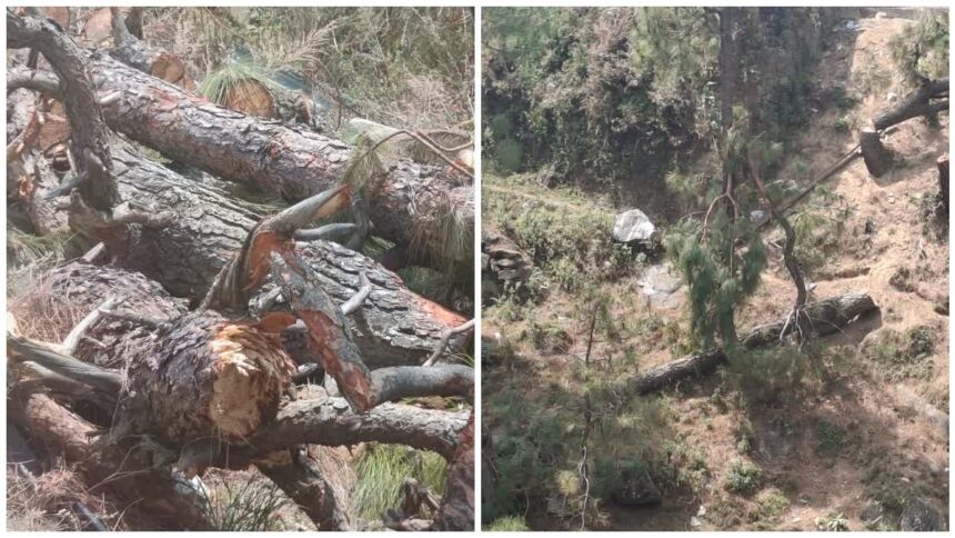 Illegal Tree Cutting