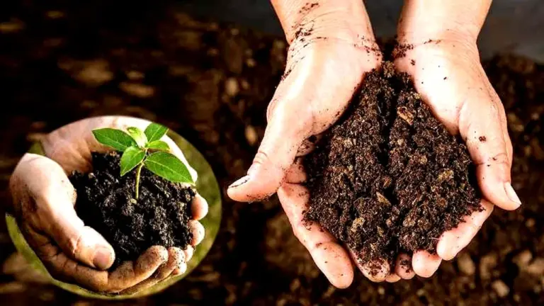 Organic Farming Crisis