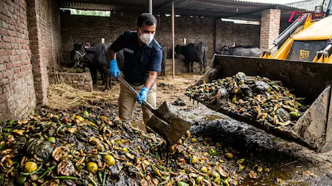 Ghaziabad Pickle Factory Raid: Food safety officials destroying 3400 kg of rotten pickle found in unhygienic buffalo shed-based factories.