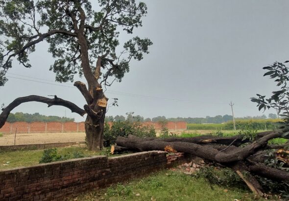 Environmental activists protesting against the felling of over 3,300 trees at Seven Bend after the government suspended the tree-cutting drive.