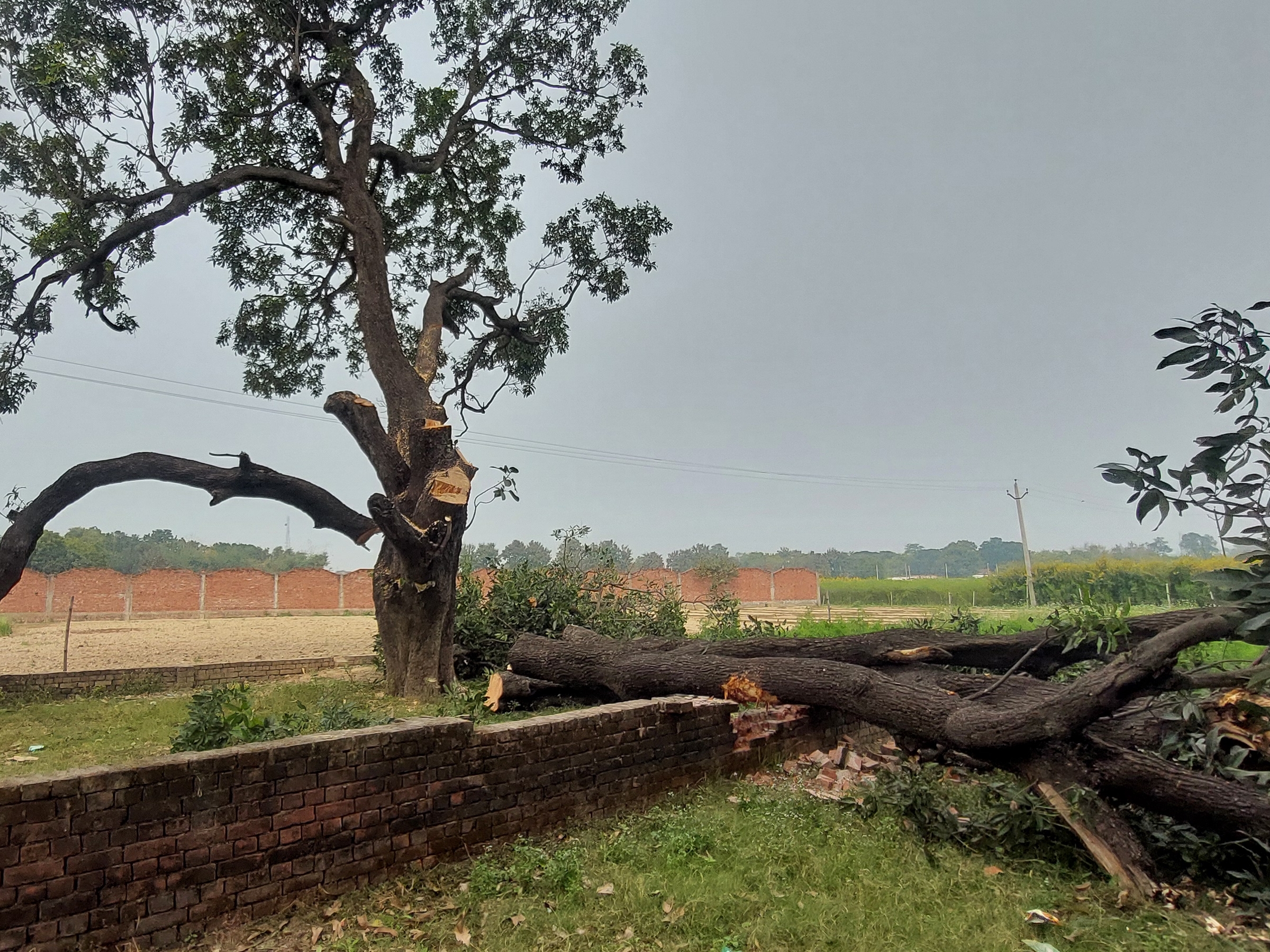 Environmental activists protesting against the felling of over 3,300 trees at Seven Bend after the government suspended the tree-cutting drive.
