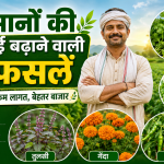 Best Low-Cost Farming Ideas: Farmer inspecting coriander, fenugreek, tulsi, marigold and chilli crops in an Indian field