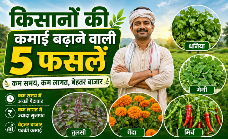 Best Low-Cost Farming Ideas: Farmer inspecting coriander, fenugreek, tulsi, marigold and chilli crops in an Indian field