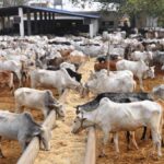 Cow Shelter Negligence at Koda Shamshabad Gaushala with cattle in poor condition