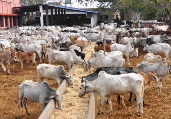 Cow Shelter Negligence at Koda Shamshabad Gaushala with cattle in poor condition