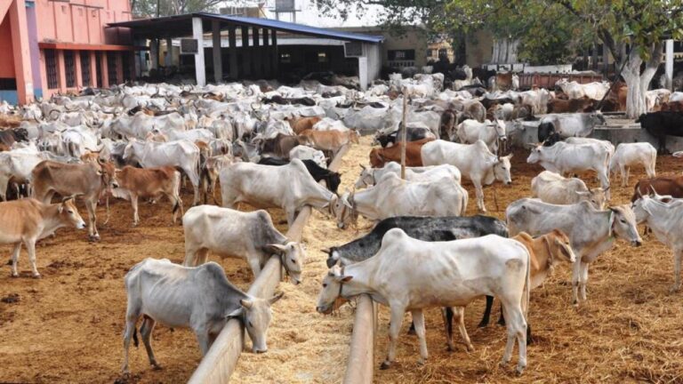 Cow Shelter Negligence at Koda Shamshabad Gaushala with cattle in poor condition