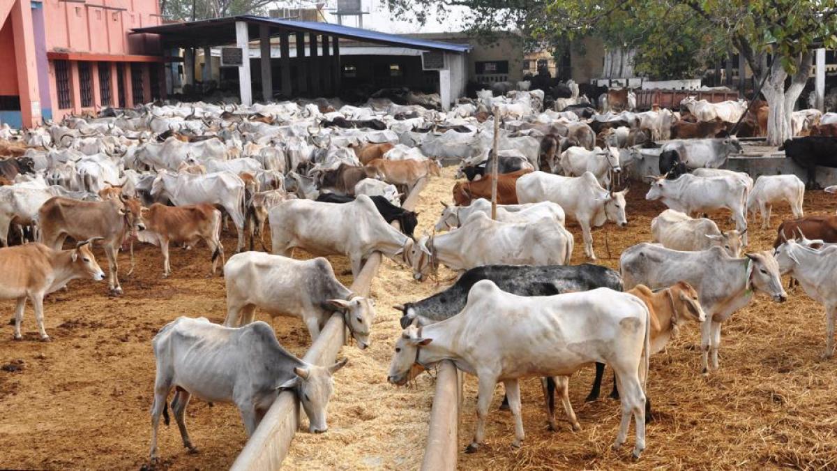 Cow Shelter Negligence at Koda Shamshabad Gaushala with cattle in poor condition