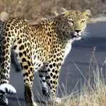 Kanwariyas walking on the Haridwar-Moradabad Kanwar Route amid leopard alert with police security and warning boards