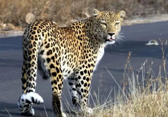 Kanwariyas walking on the Haridwar-Moradabad Kanwar Route amid leopard alert with police security and warning boards