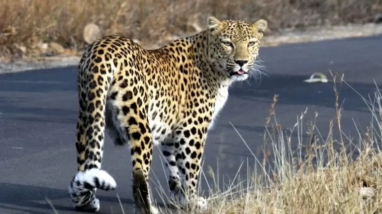 Kanwariyas walking on the Haridwar-Moradabad Kanwar Route amid leopard alert with police security and warning boards
