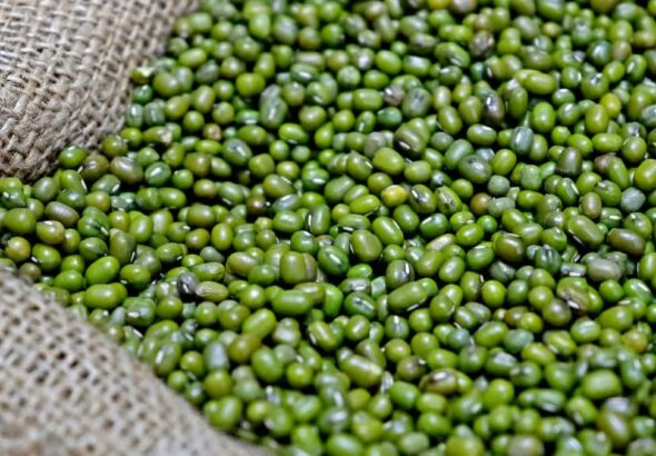 Farmers selling mung crop under MSP procurement at government purchase center in Madhya Pradesh
