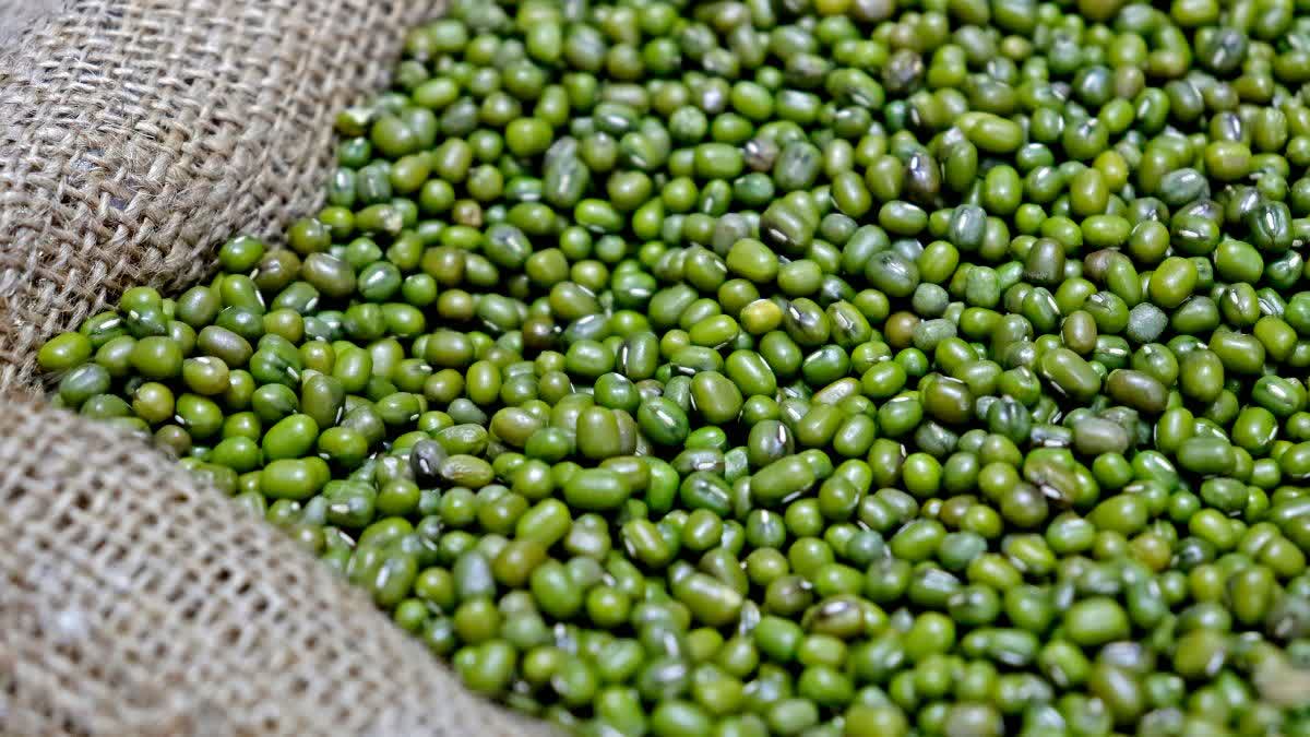 Farmers selling mung crop under MSP procurement at government purchase center in Madhya Pradesh